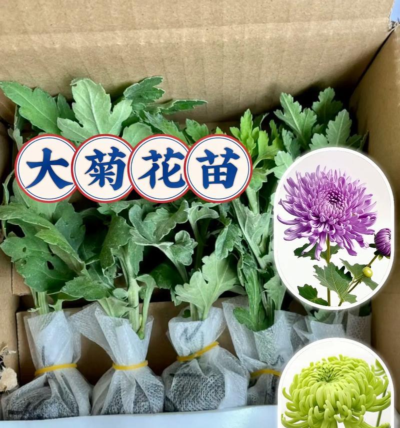 文人墨客如何赞美菊花？有哪些句子和短句？