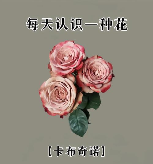 3268朵玫瑰花的英文翻译是什么？