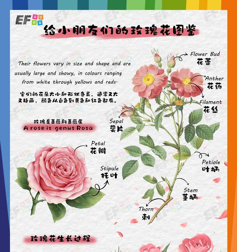 3268朵玫瑰花的英文翻译是什么？