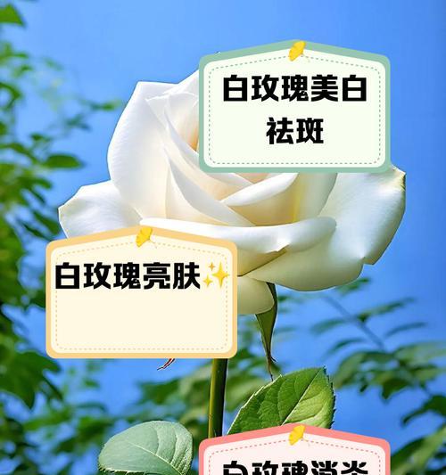 56朵白玫瑰代表什么意思？3268朵玫瑰花是什么意思？