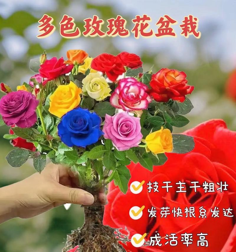 23朵红玫瑰花的含义是什么？如何用花语表达情感？