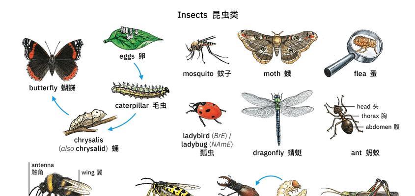 176朵玫瑰花代表的动物用英语怎么说？含义是什么？