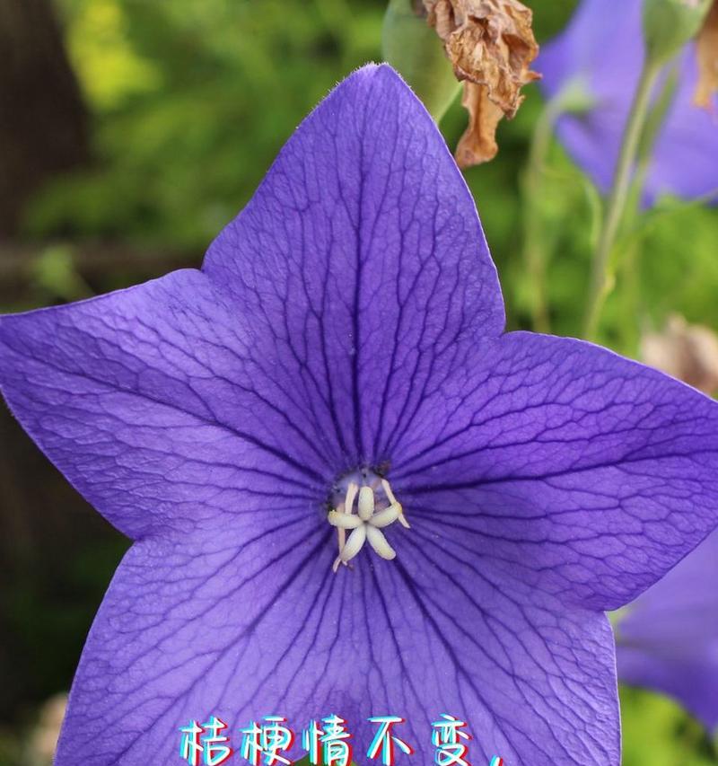 玫瑰和百合搭配有哪些花语？花语大全能提供哪些信息？