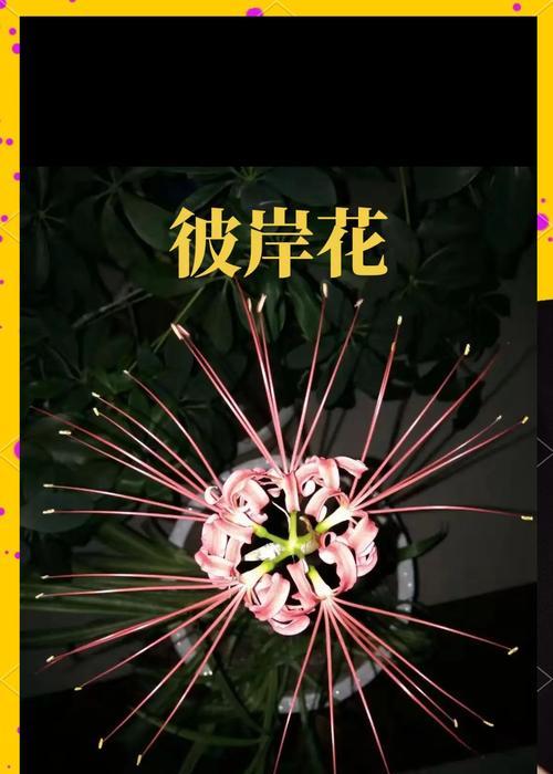 什么花花语是绝望？哪种花卉代表绝望和悲伤？