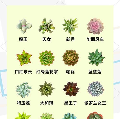 多肉植物在园艺中的意义是什么？