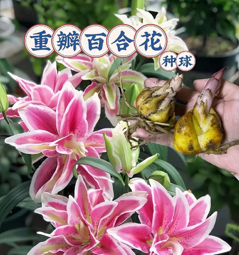 百合花图案中的一横一竖有何寓意？它象征着什么？