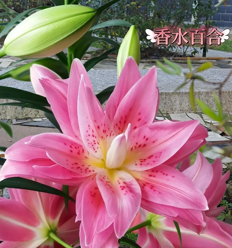 篮球直播间出现百合花是什么意思？它在篮球直播中有何特殊含义？