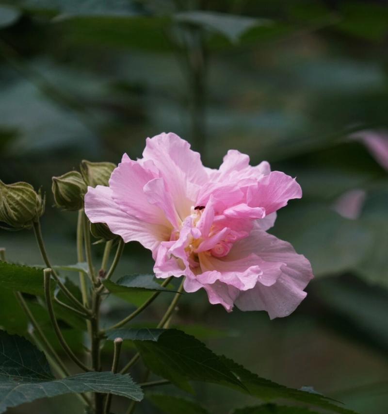 芙蓉花的花语代表什么含义？