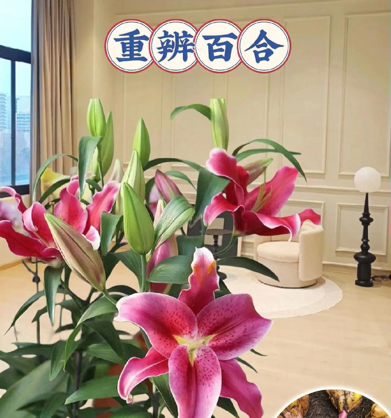 香水百合在花语中代表什么？它传递了怎样的信息？