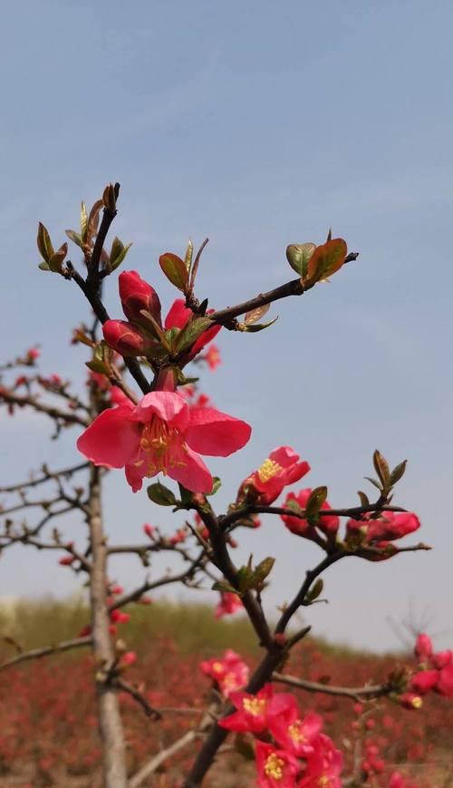 新时代的花儿寓意是什么？送花时应如何选择？