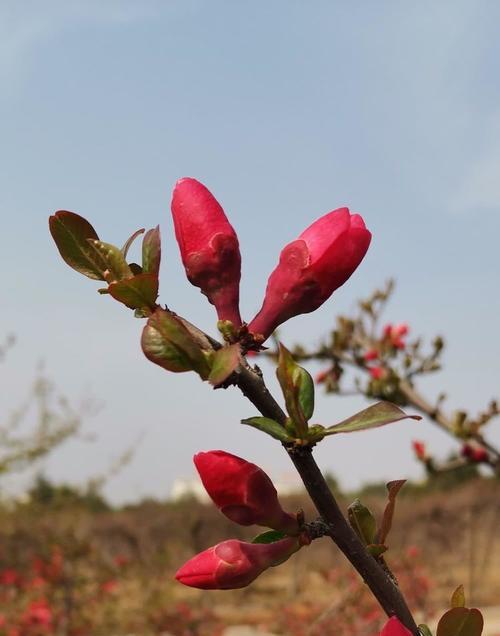 新时代的花儿寓意是什么？送花时应如何选择？