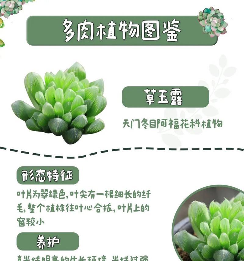 玉露的花语是什么？玉露植物代表了哪些寓意？