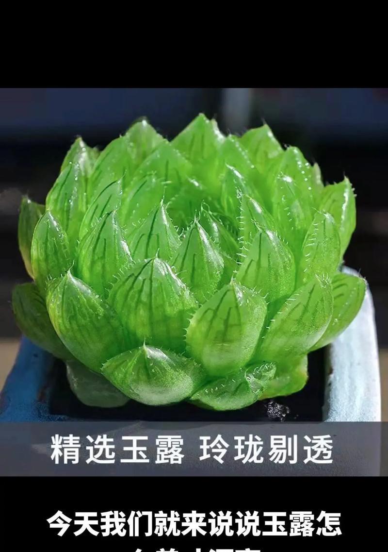 玉露的花语是什么？玉露植物代表了哪些寓意？