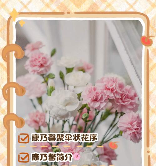 六朵康乃馨花束的含义是什么？