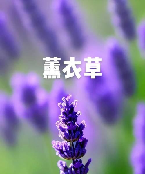 夏天有哪些寓意美好的植物花卉？它们的花语是什么？