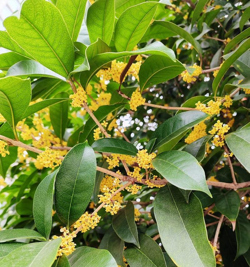 哪种花的花语是死亡？死亡花语的花有哪些？