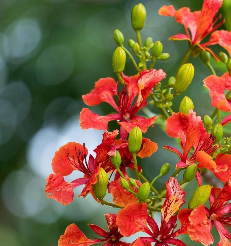 哪种花的花语是死亡？死亡花语的花有哪些？