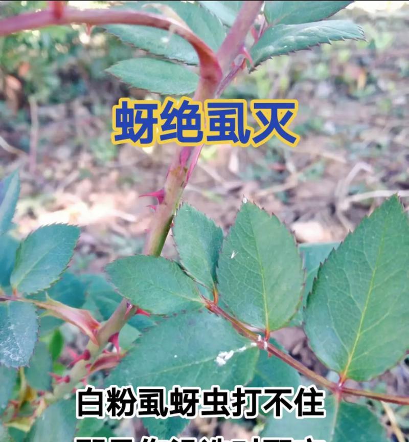 灭蚜虫的妙招有哪些？它的含义是什么？