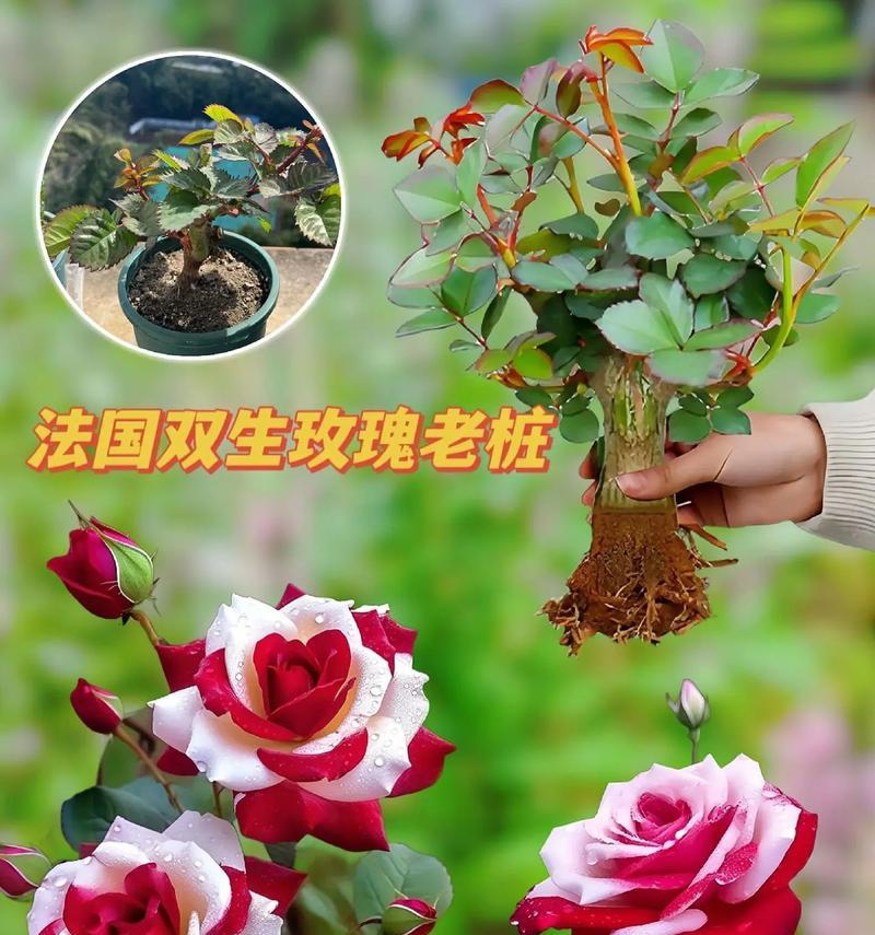 玫瑰花折断象征着什么？折断的玫瑰花有何寓意？