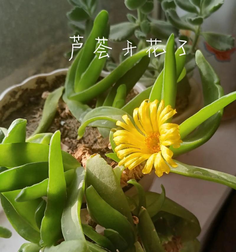 芦荟的花语有哪些？芦荟开花代表什么？