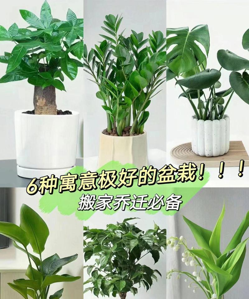 搬家时送什么花卉绿植好？户外植物有哪些选择？