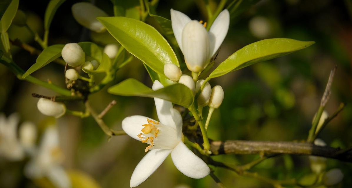 米兰花的花语代表了什么？