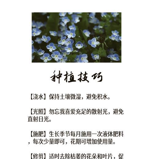 什么花的花语是回忆？哪种花象征着过去的记忆？