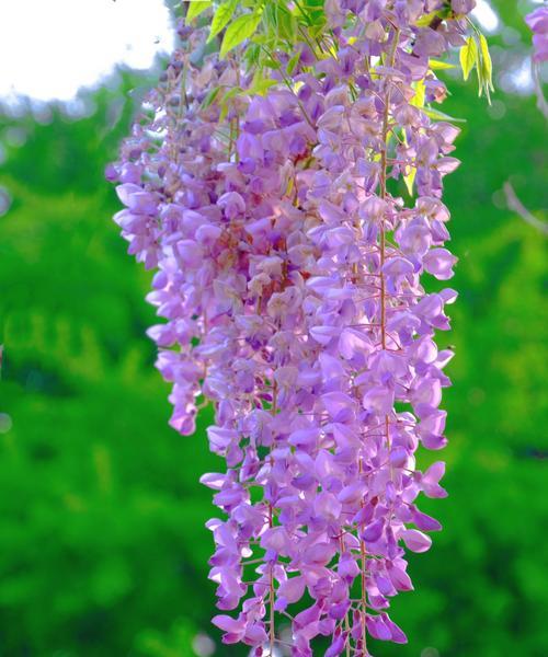 天坛花海象征着哪种花卉？它有什么特别的含义？