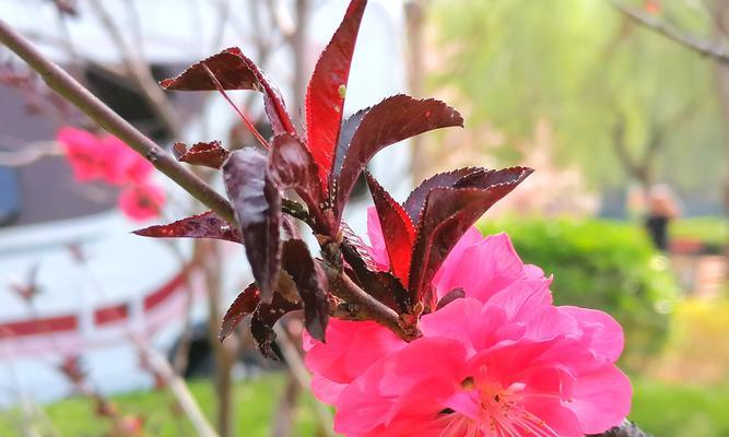 花卉的理念目标是什么意思？如何理解花卉的理念目标？