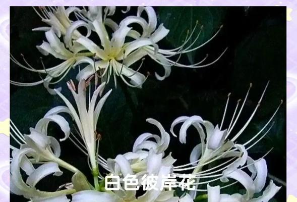 彼岸花的花语有哪些？它在不同文化中代表什么意义？