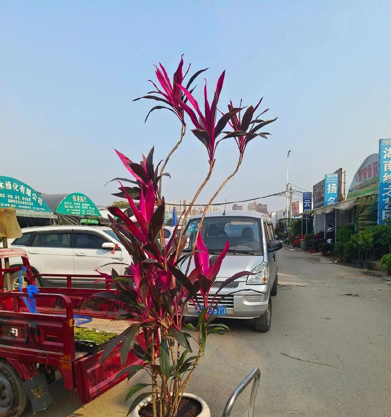 百合超小花苞的含义是什么？它在花卉市场中有什么特别之处？