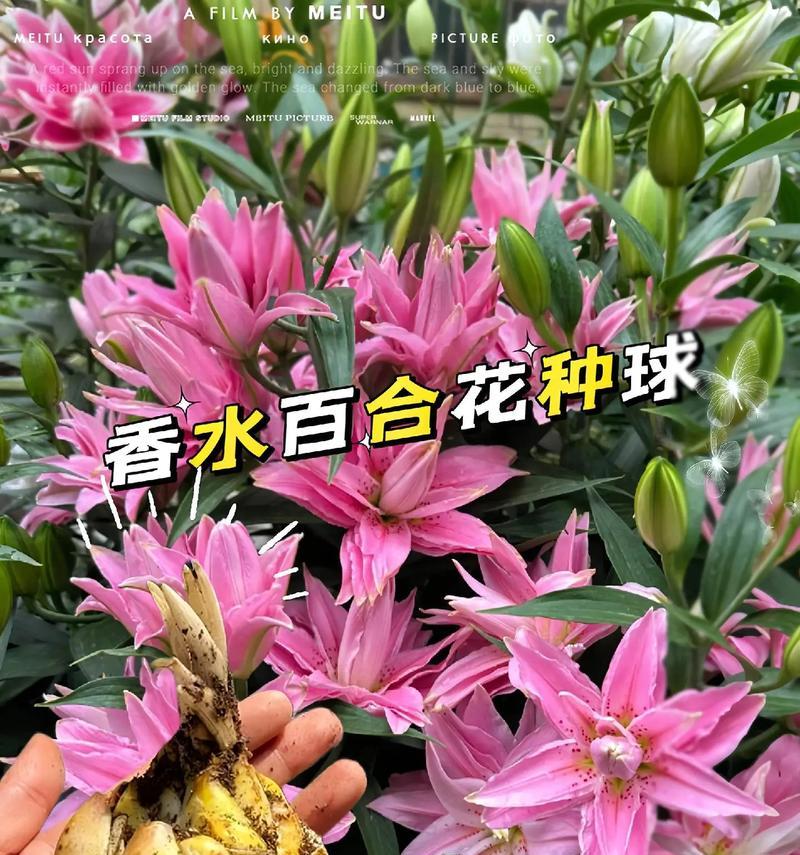 百合花象征着什么意义？在不同场合下如何正确使用？