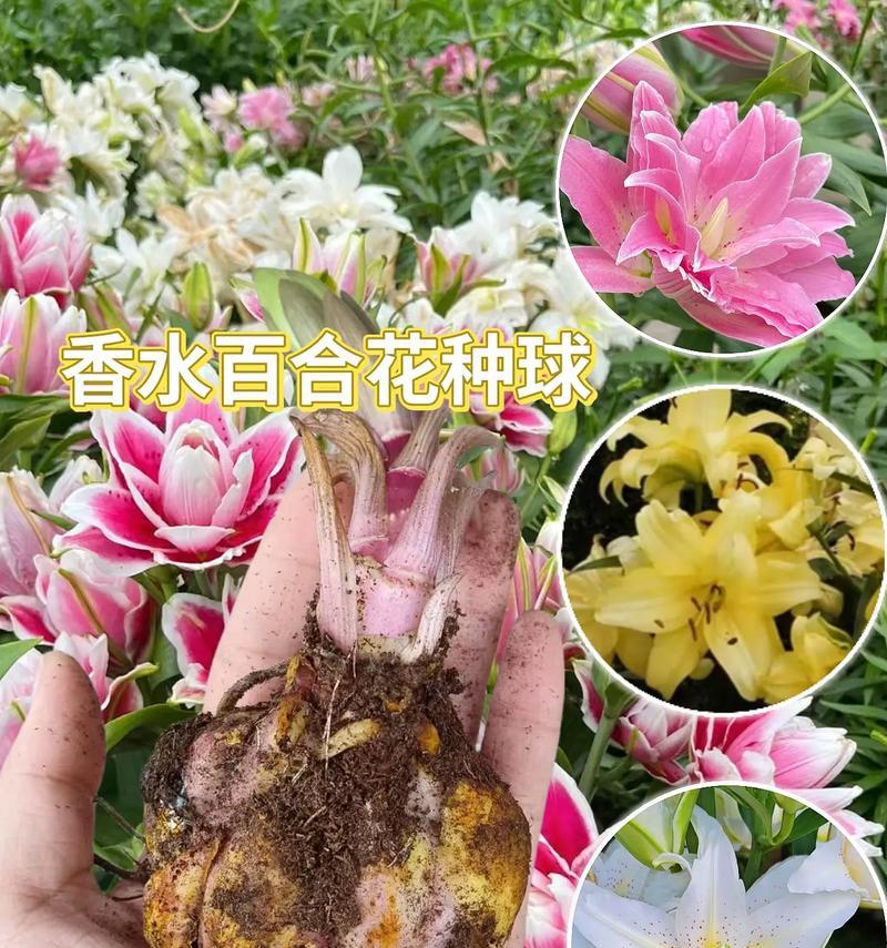 百合花象征着什么意义？在不同场合下如何正确使用？