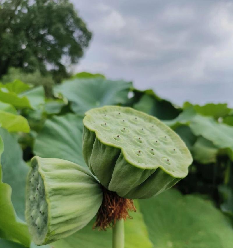 并蹄莲的花语是什么？这种花代表什么？