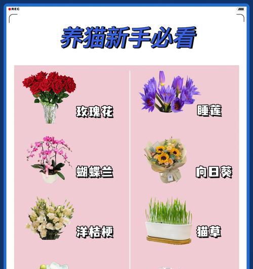 为什么说茉莉花从来不是玫瑰花？这句话的含义是什么？