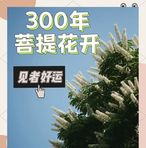 菩提开花有何寓意？菩提花的象征意义是什么？