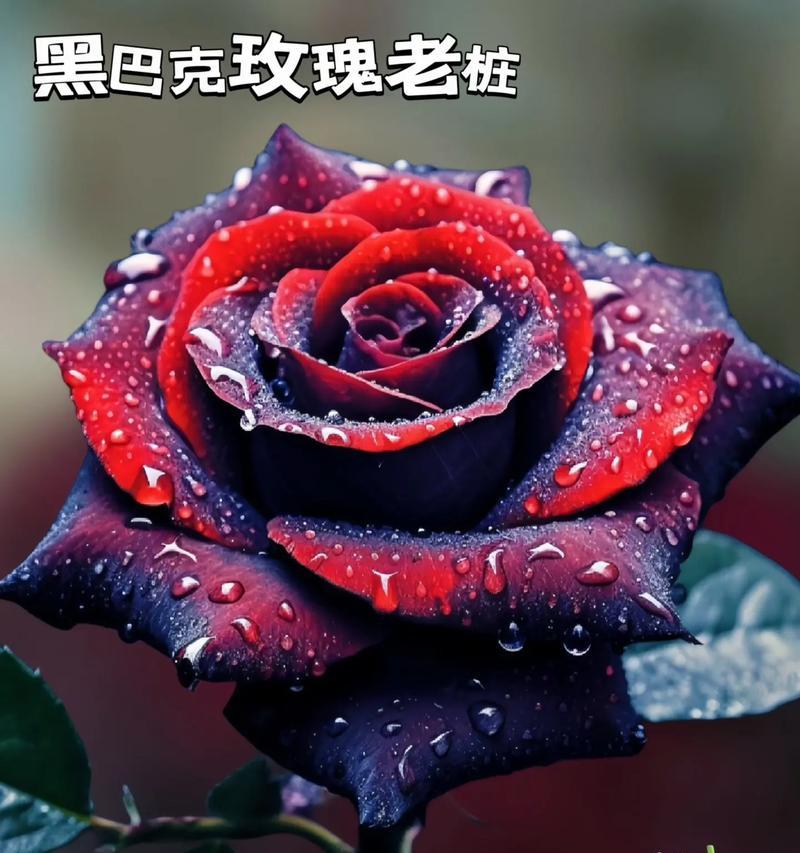 胸口佩戴玫瑰花有何意义？玫瑰花在胸前的象征是什么？