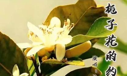 选择栀子花而非玫瑰花代表了什么？