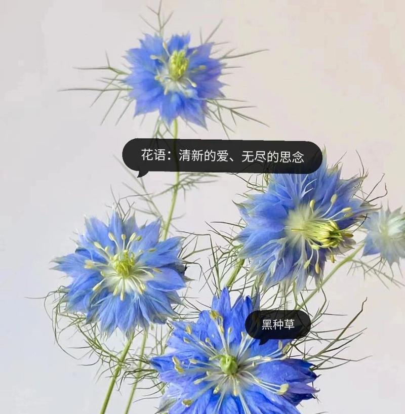 蓝色花卉代表了哪些花语？