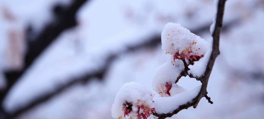 百合见雪花最后一面什么意思？这种现象有何寓意？