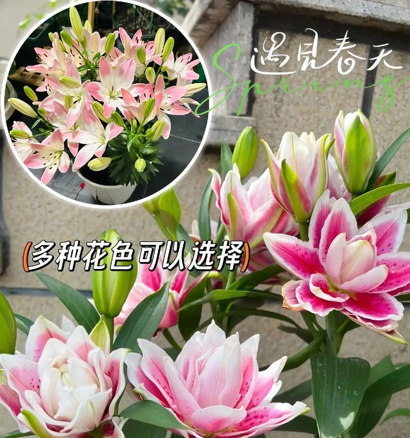 百合花的花语是什么？送几支百合花代表什么含义？