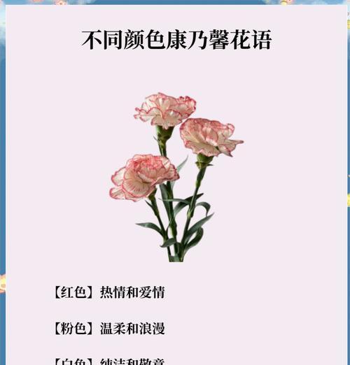 9朵康乃馨的花语是什么？