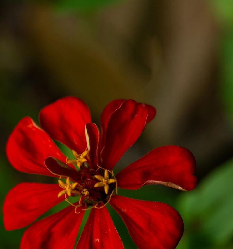 球菊的花语代表了什么？