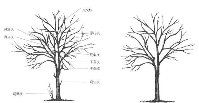 植物技术指南包含哪些内容？如何利用它来提高植物养护效果？