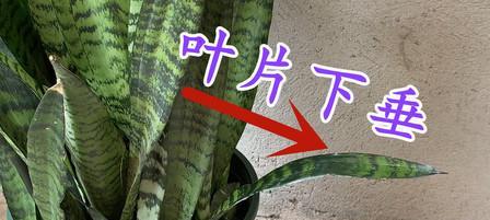 长叶植物叶子支撑方法有哪些？如何防止叶子下垂？