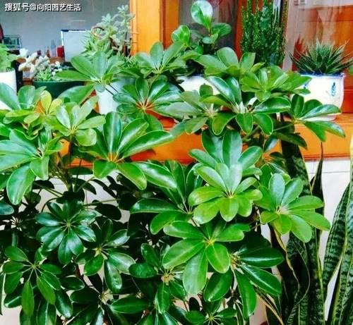 家里适合养哪些植物？室内植物的选择标准是什么？