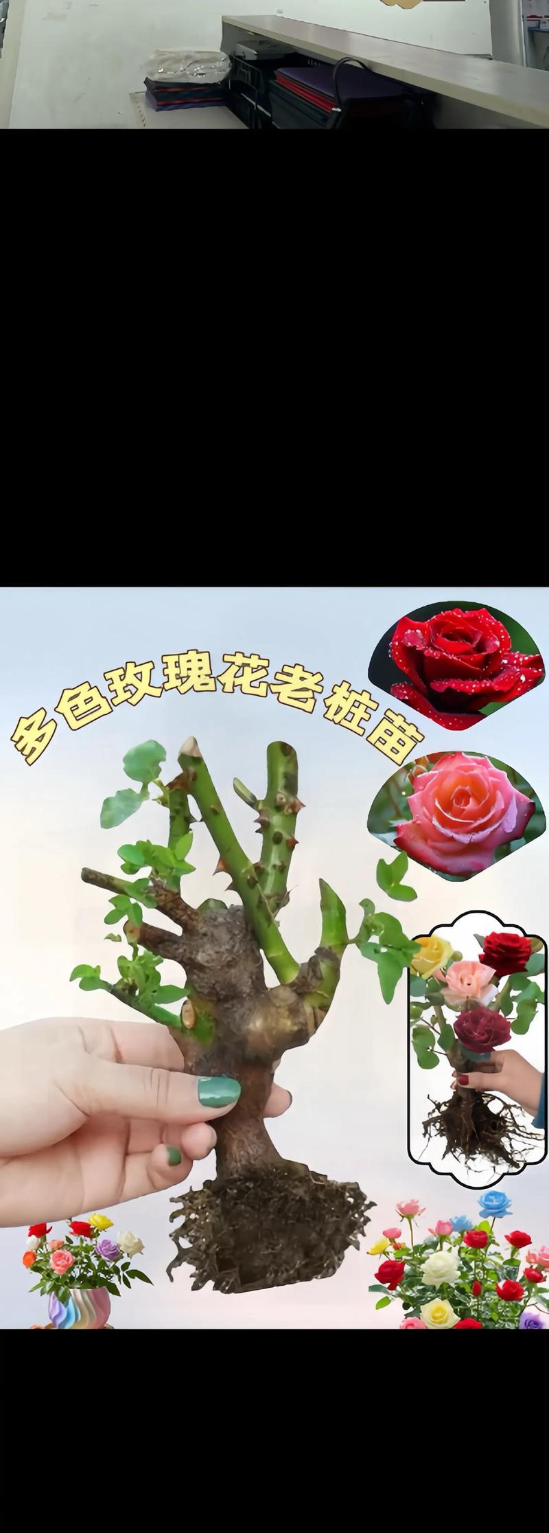 北方阳台适合哪些大型老桩花卉？如何选择？