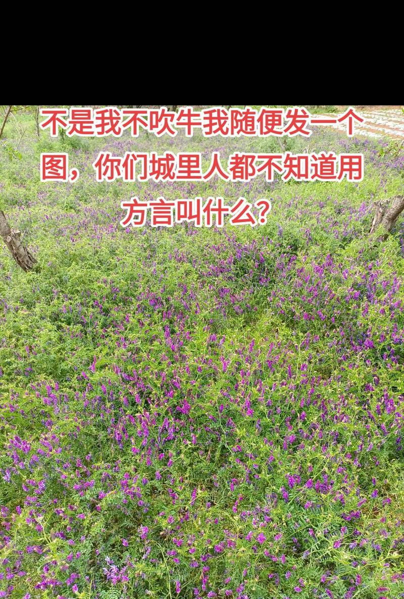 二芍是什么植物？它有哪些独特的特性？