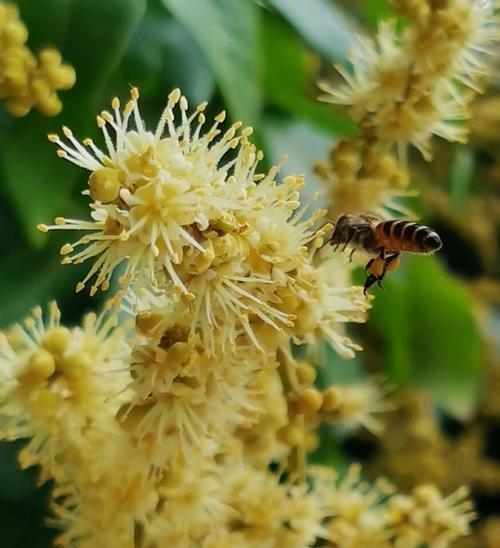 哪些花卉适合在树干上种植？种植方法是什么？