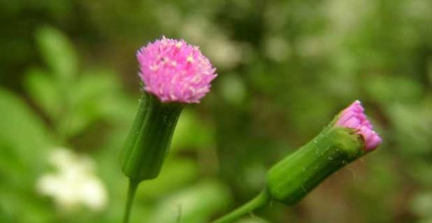 花枝上有红点是什么花卉？识别花卉病害的红点标志是什么？